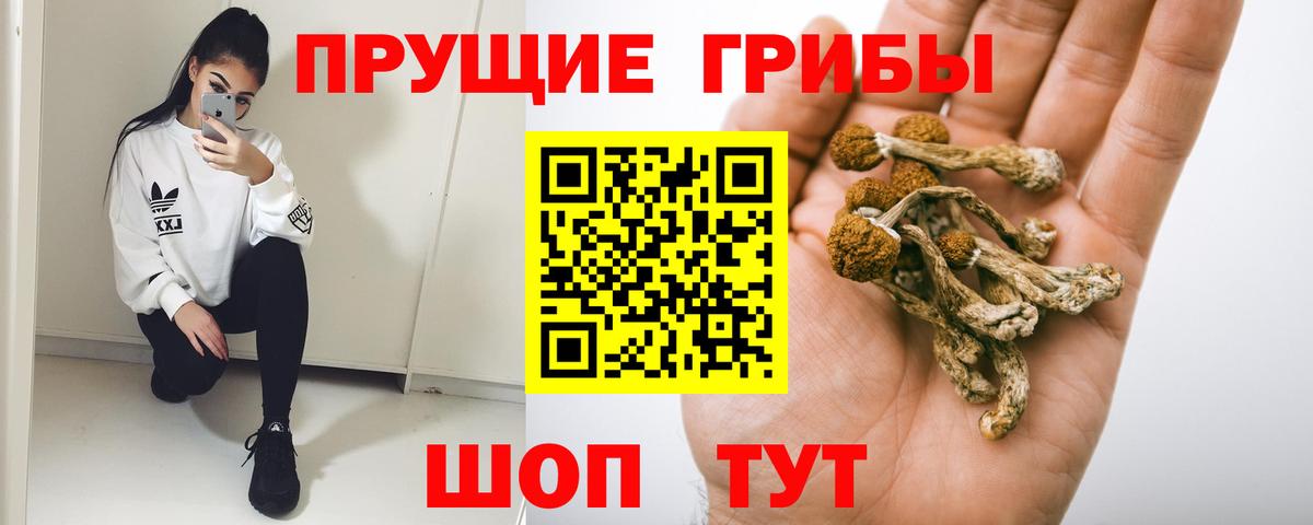 Псилоцибиновые грибы Cubensis Губкин